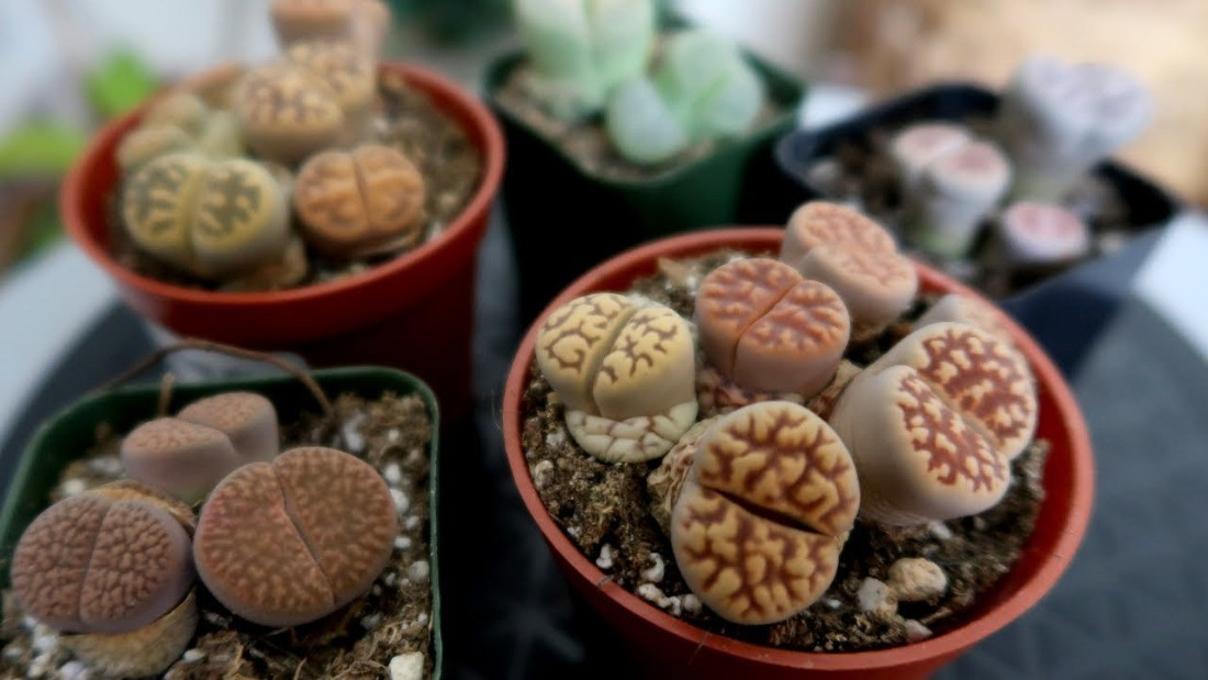 Lithops Taş Kaktüs Üretimi