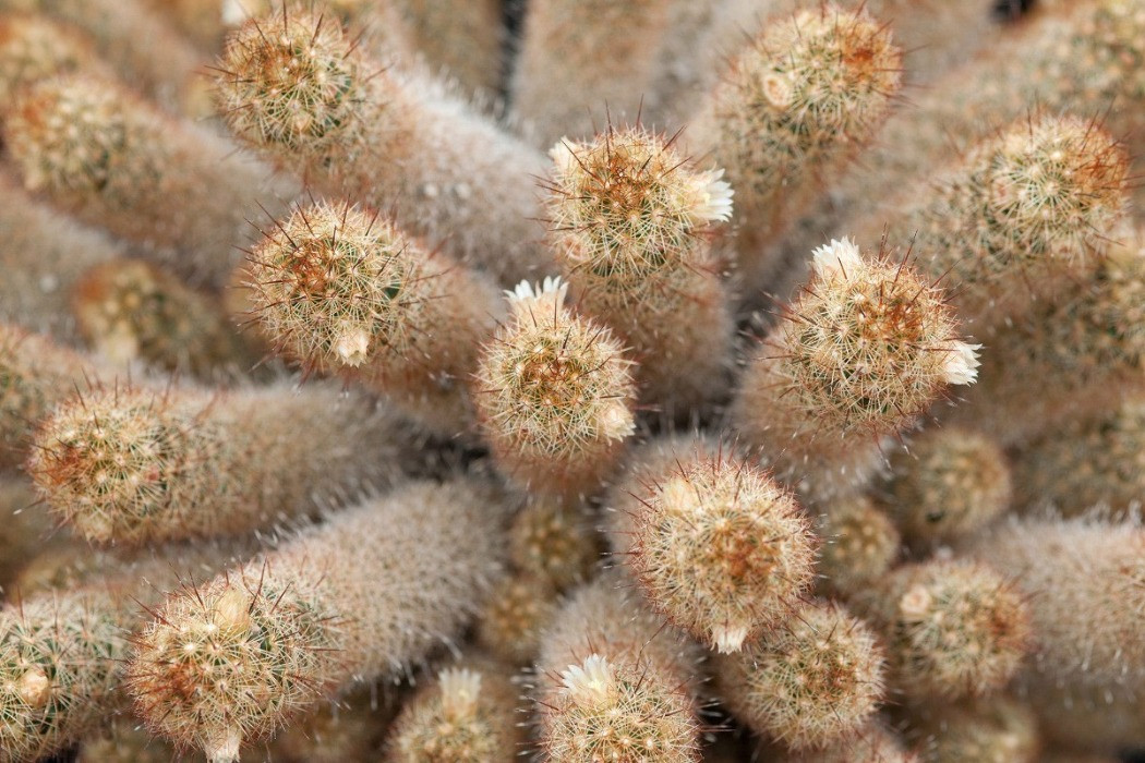 mammillaria elongata bakımı