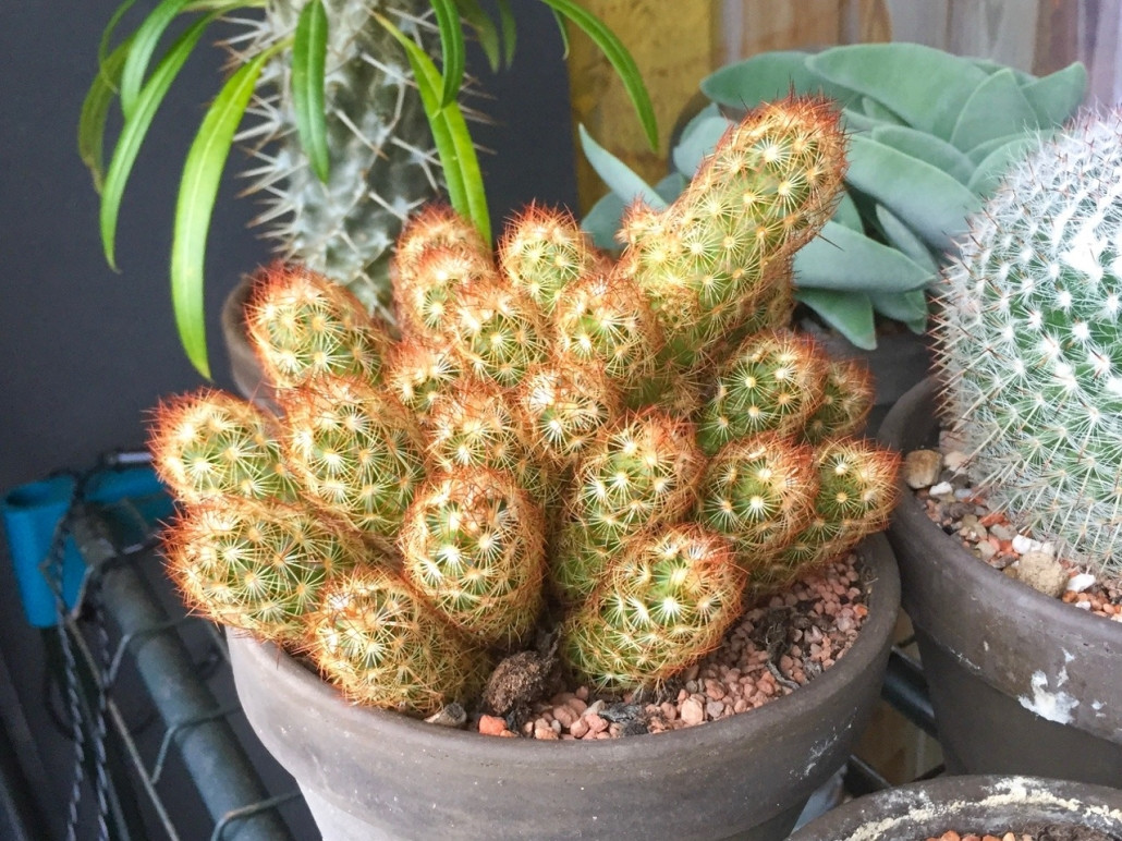 mammillaria elongata bakımı
