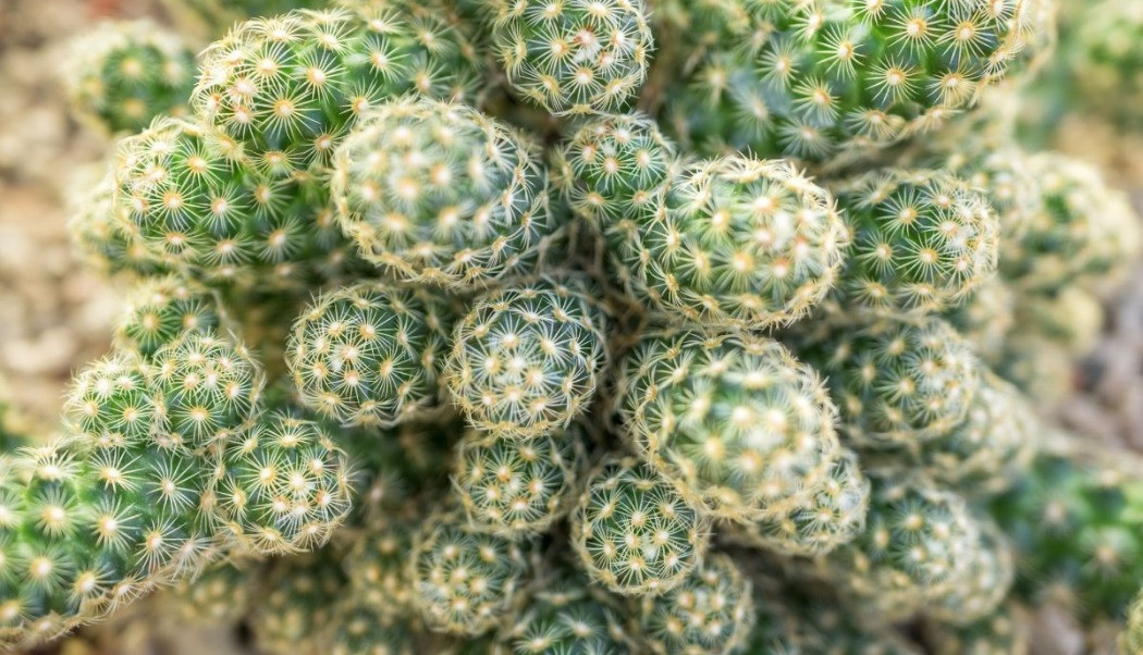 mammillaria elongata bakımı