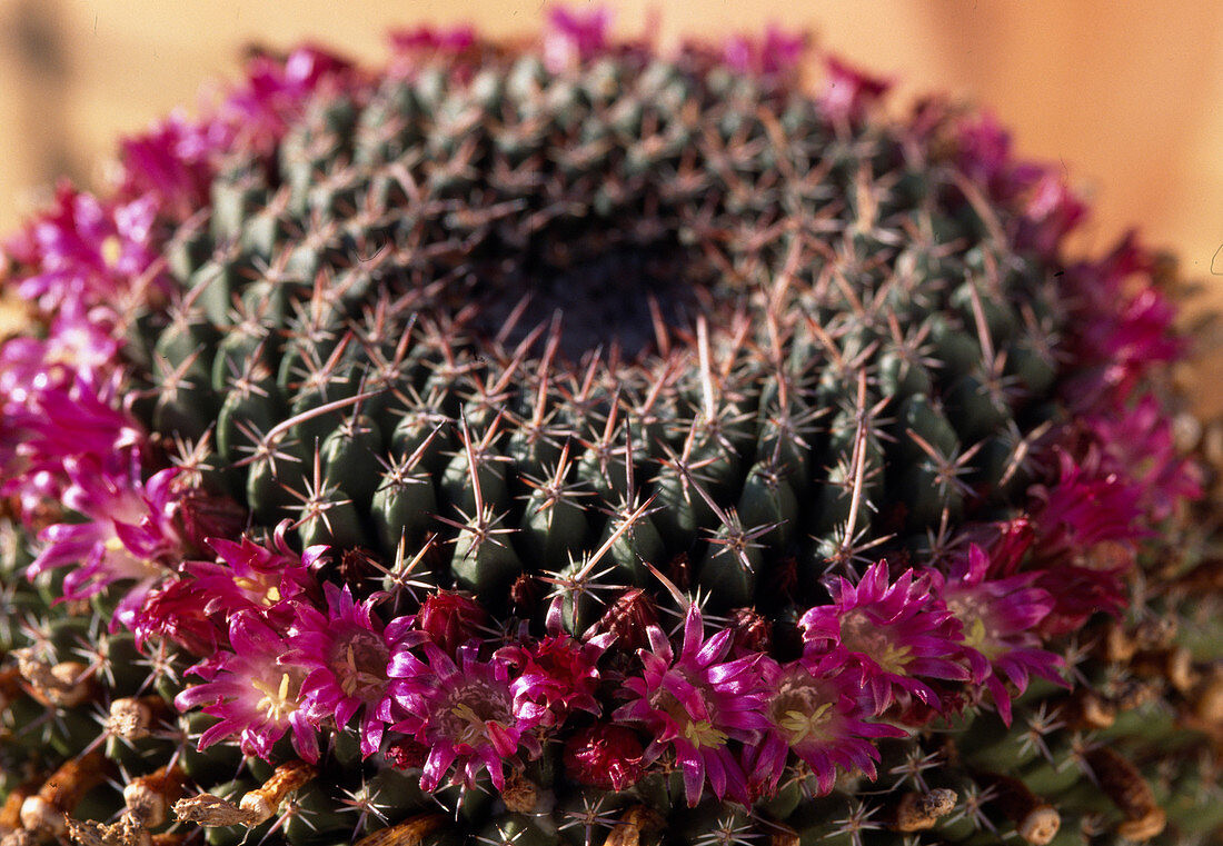 Mammillaria mystax bakımı