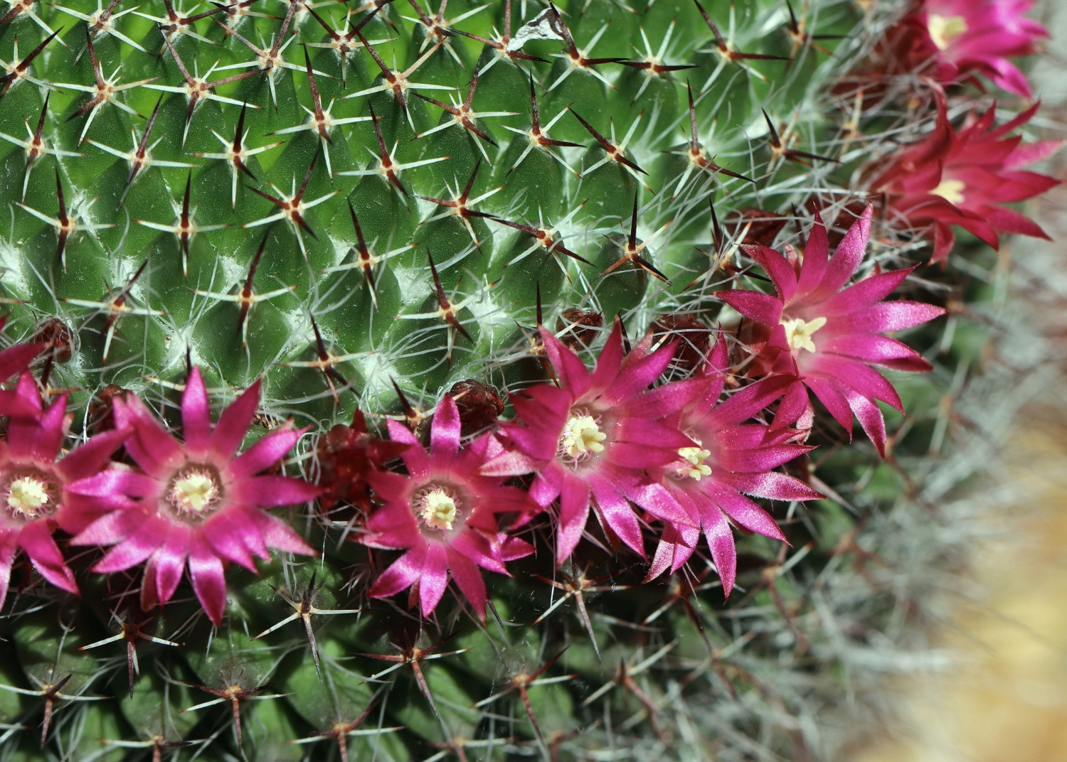 Mammillaria mystax bakımı