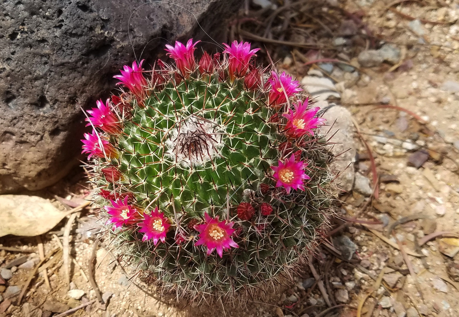 Mammillaria mystax bakımı