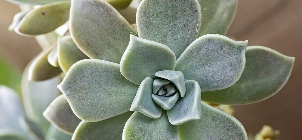 graptopetalum bakımı