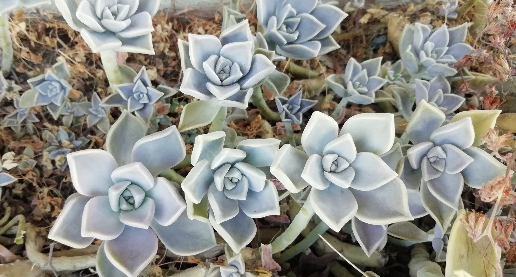 graptopetalum paraguayense bakımı