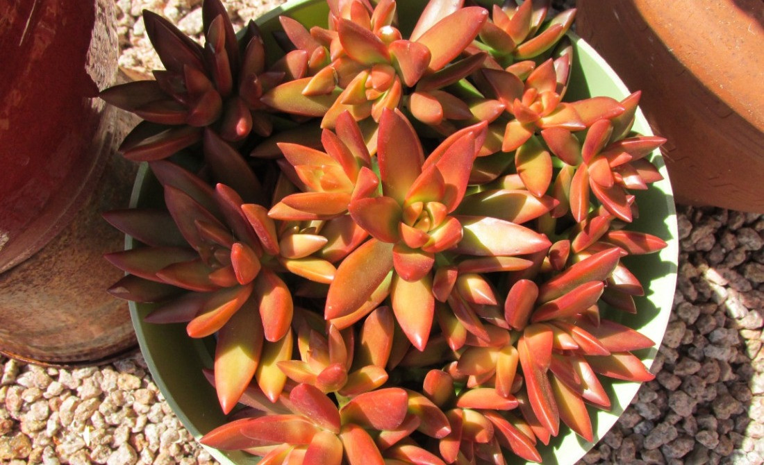 Sedum Bakımı