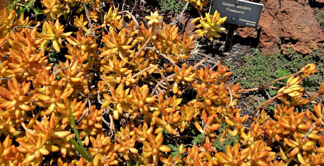 Sedum sukulent bakımı