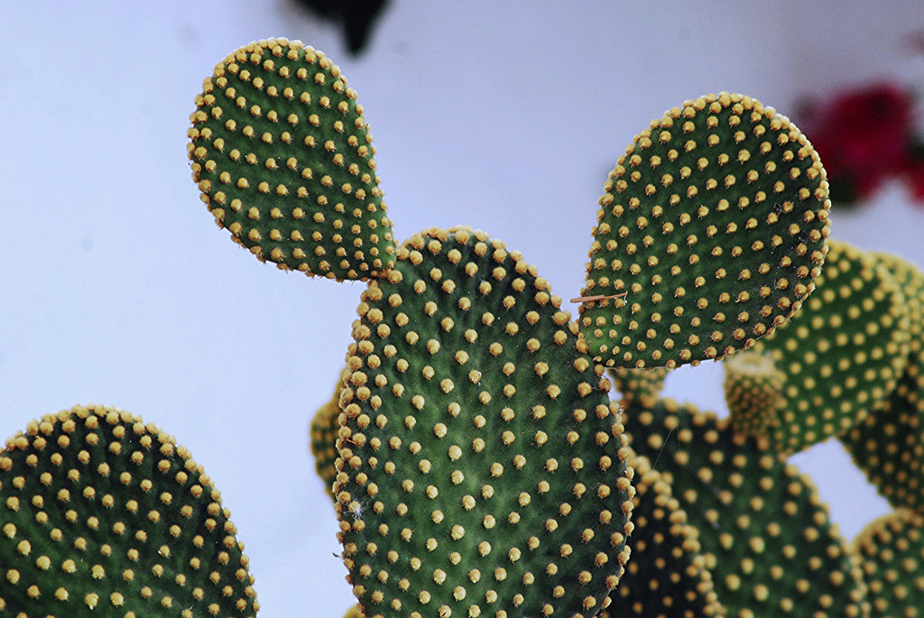 Opuntia microdasys care