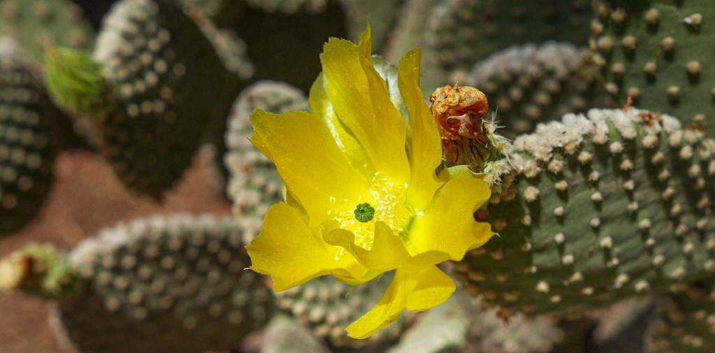 Opuntia microdasys blooming