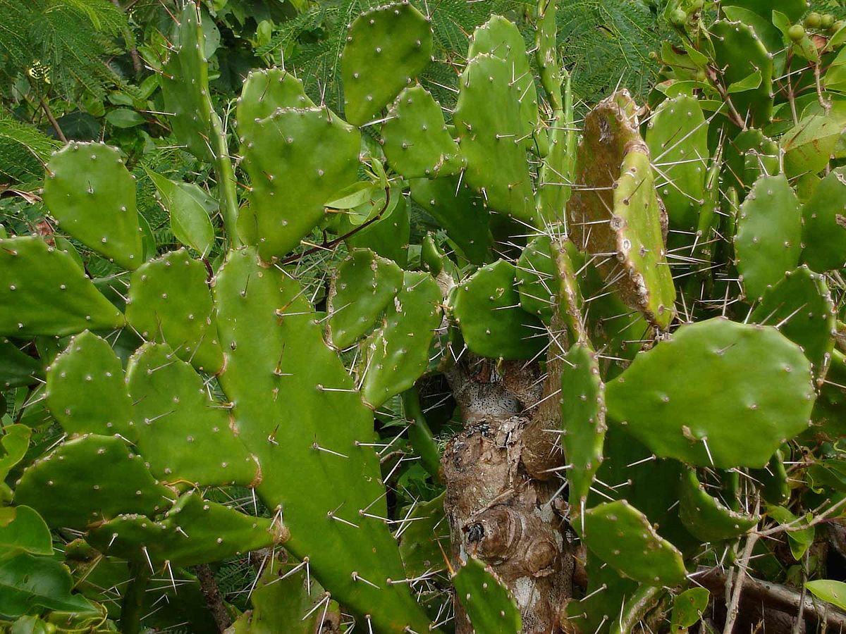 Opuntia monacantha bakımı