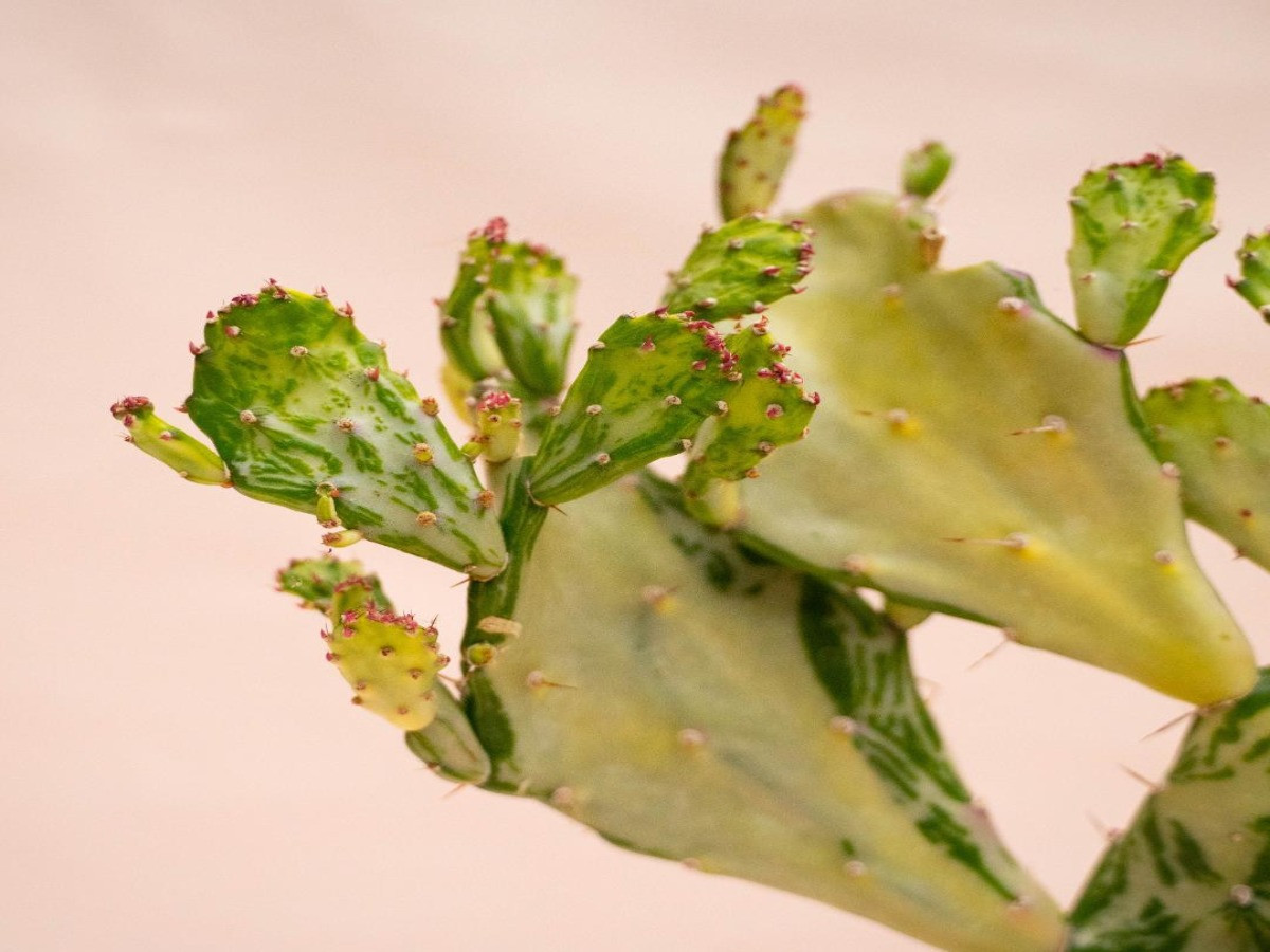 Opuntia monacantha var. variegata