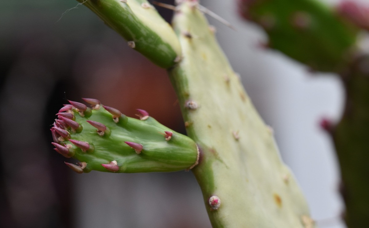 Opuntia monacantha var. variegata