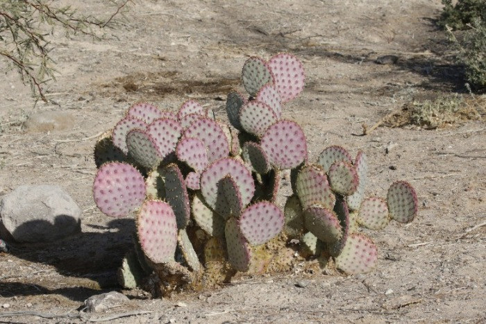 Opuntia santarita bakımı