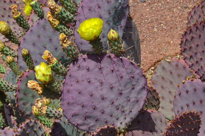 Opuntia santarita bakımı