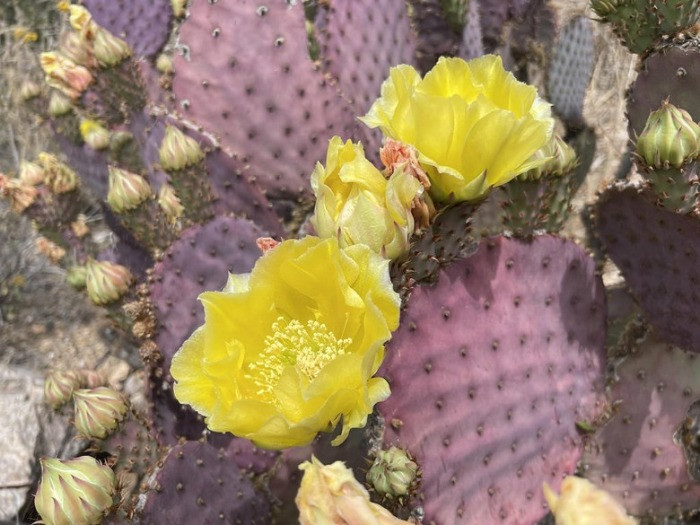 Opuntia santarita bakımı