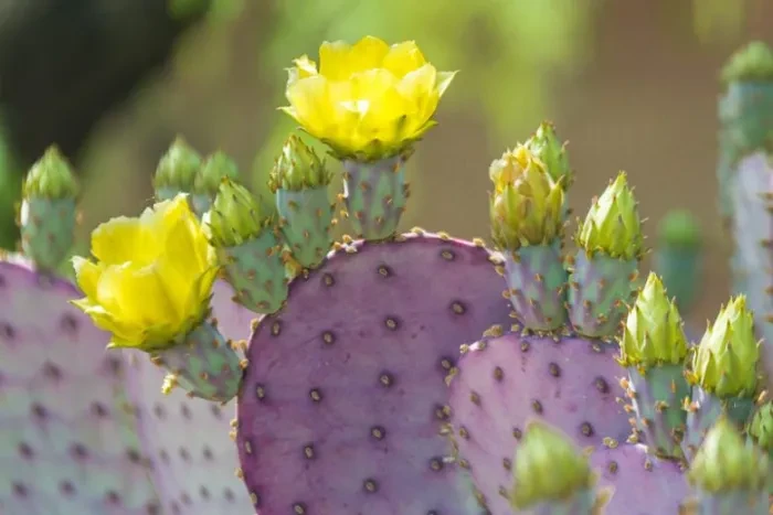 Opuntia santarita bakımı