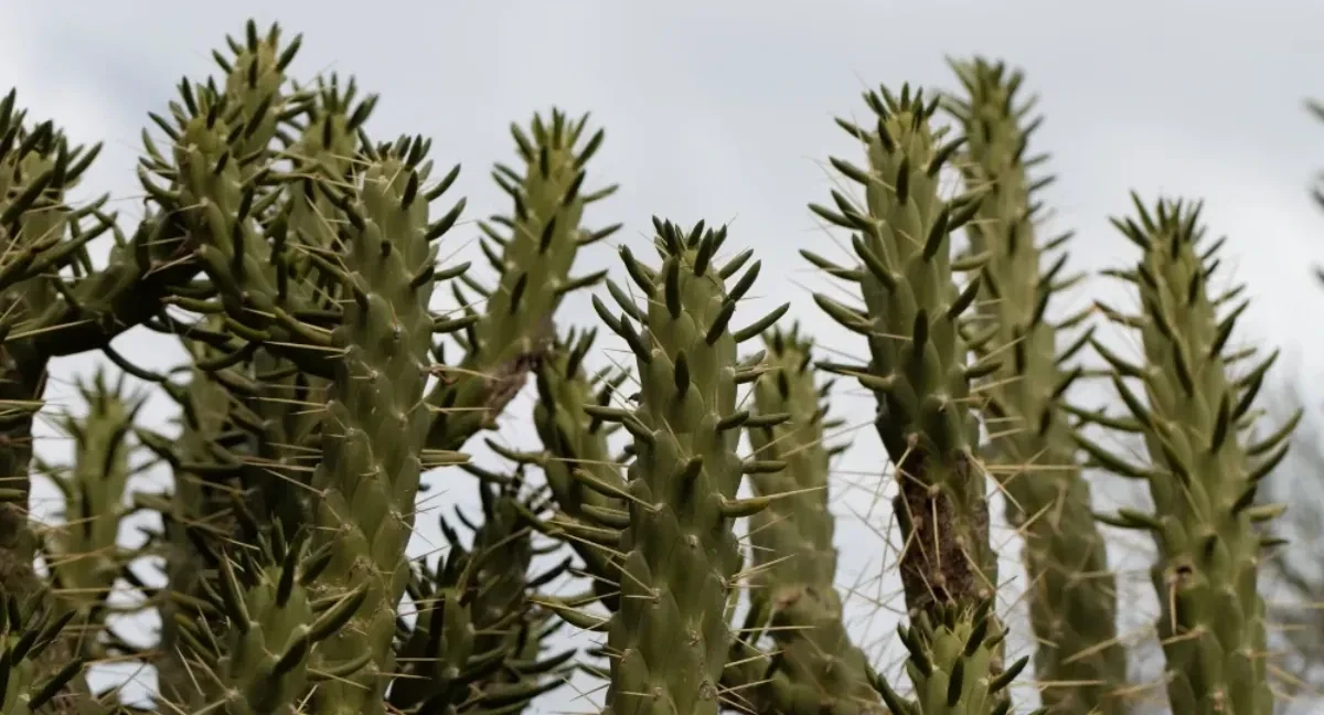 opuntia subulata