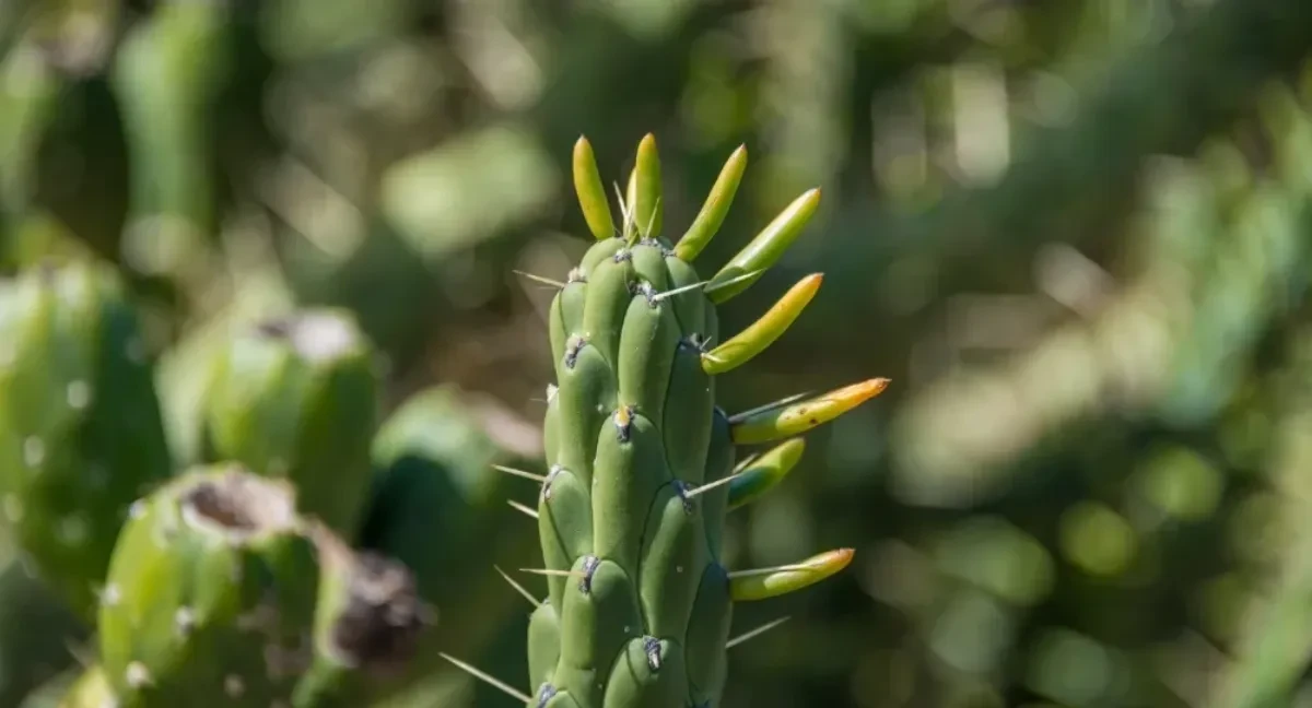 opuntia subulata bakımı