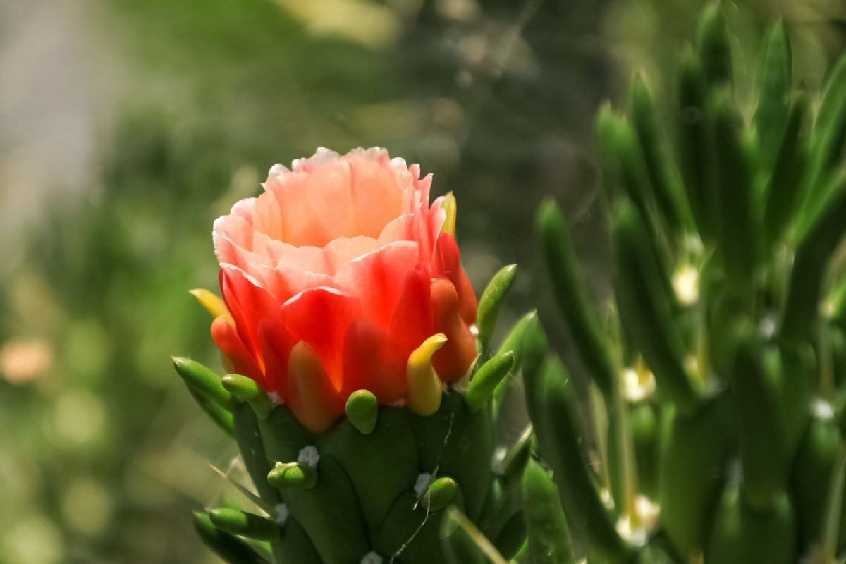 opuntia subulata çiçeği