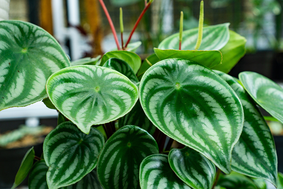 Peperomia bakımı