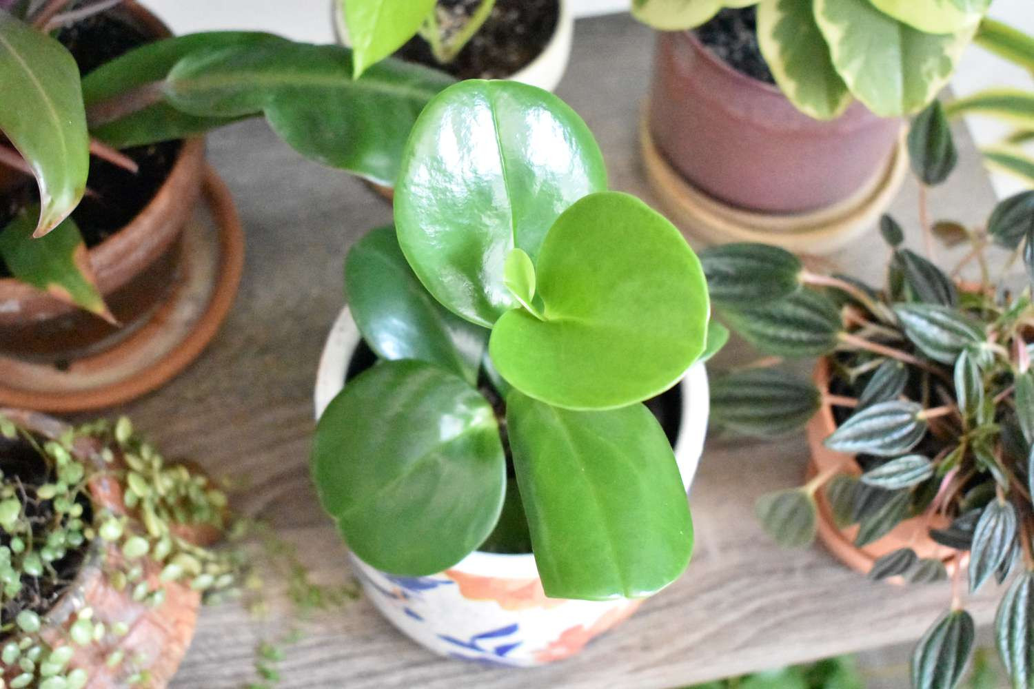 peperomia bakımı