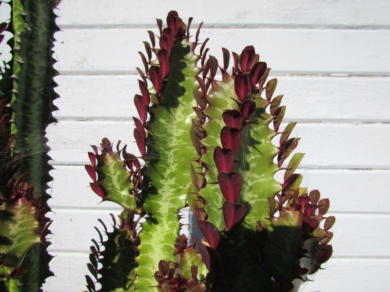 euphorbia rubra bakımı