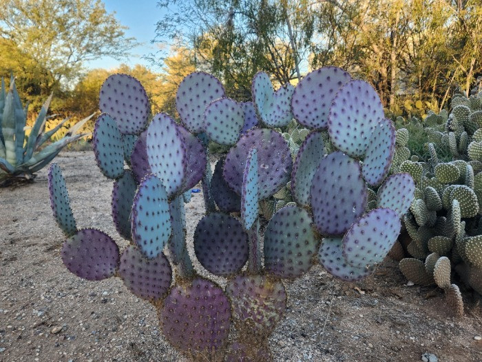 Opuntia santarita bakımı