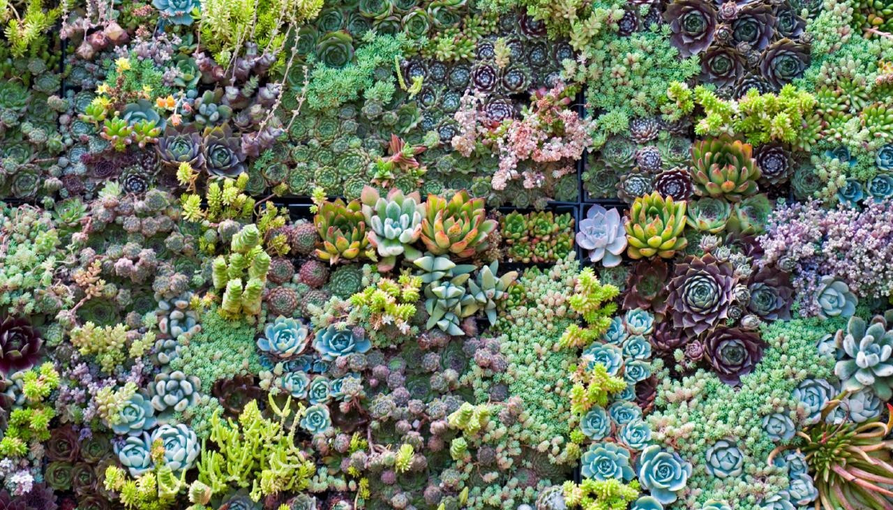 Sedum Bakımı