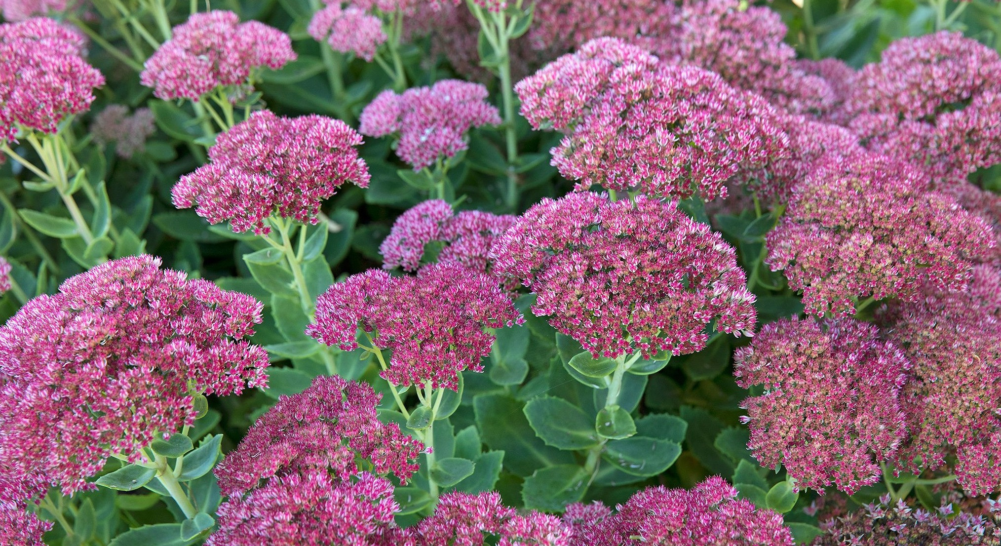 Sedum Çiçeği