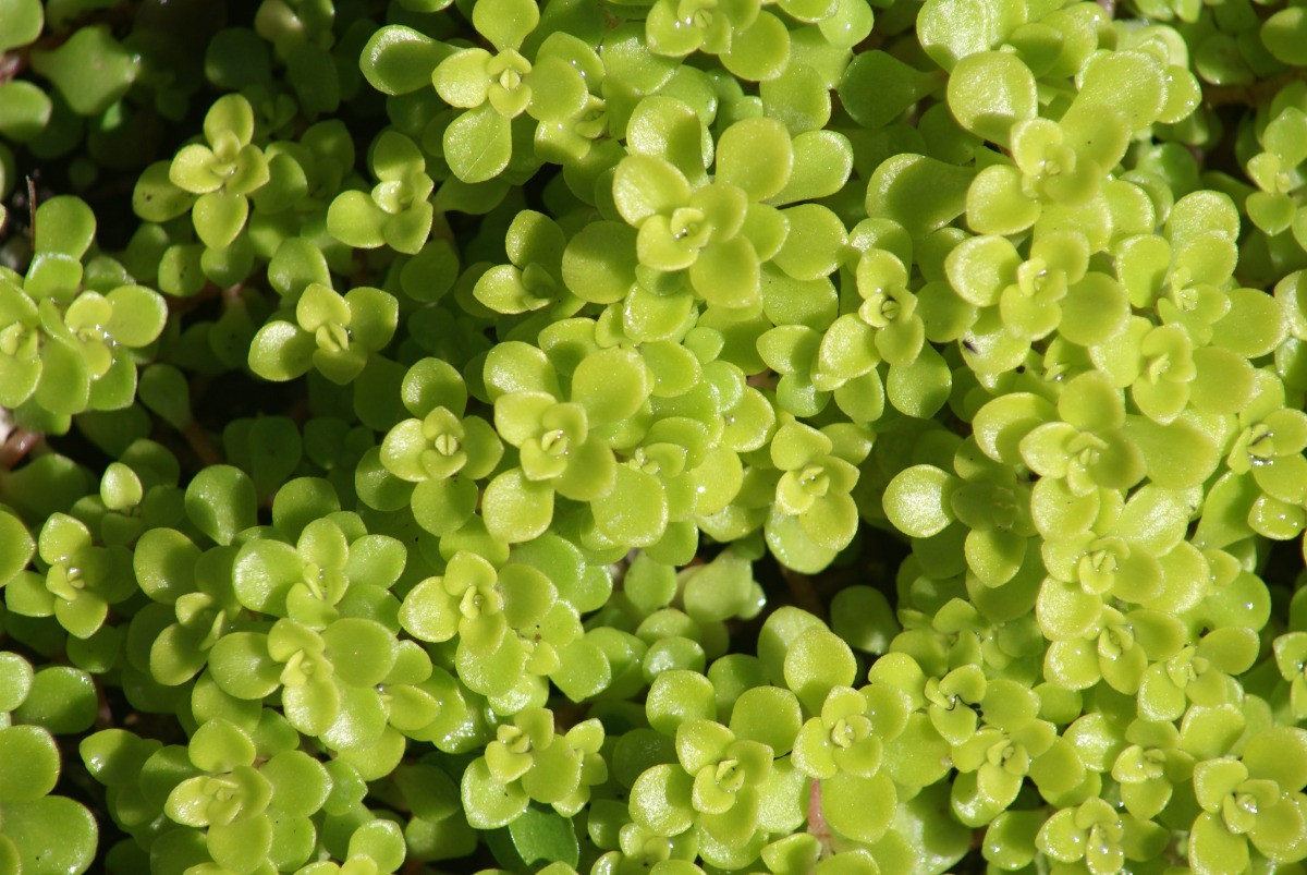 sedum makinoi bakımı