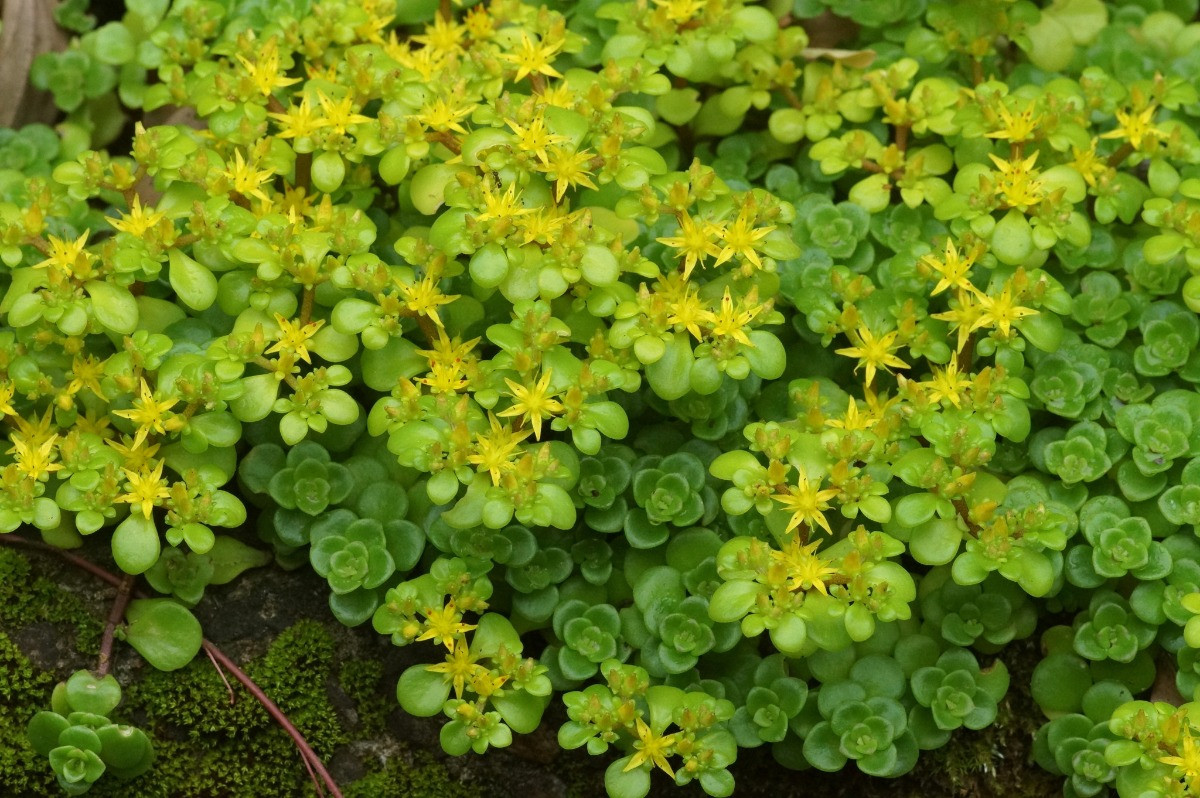 sedum makinoi bakımı