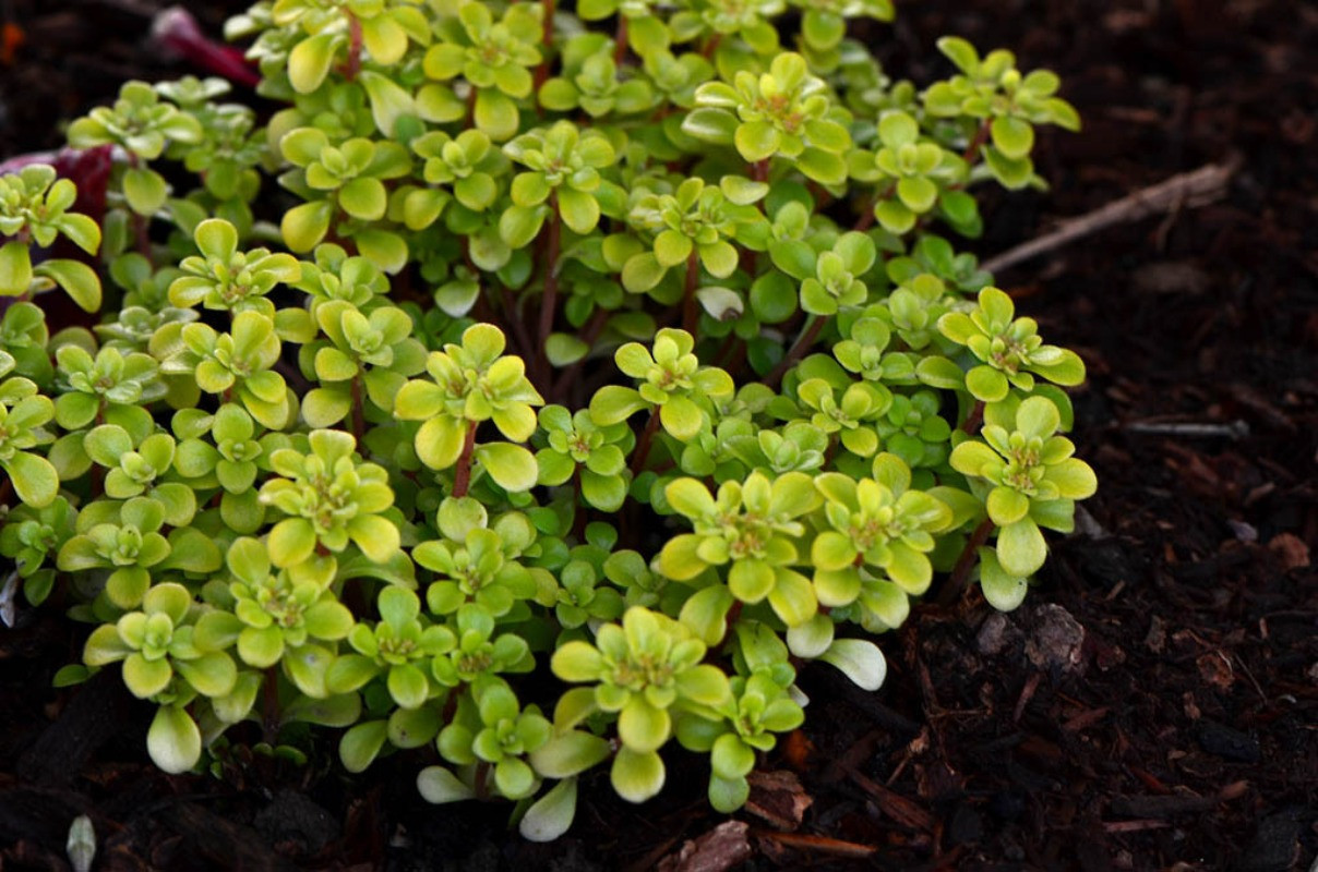 sedum makinoi bakımı