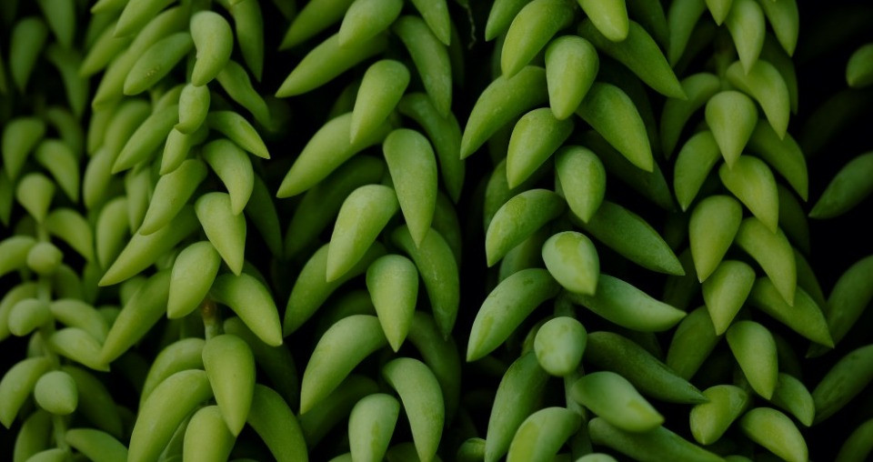 Sedum morganianum bakımı