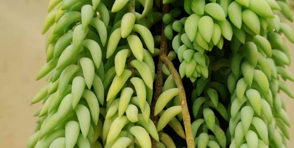 Sedum morganianum bakımı