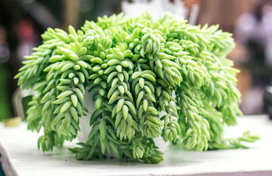 Sedum morganianum bakımı