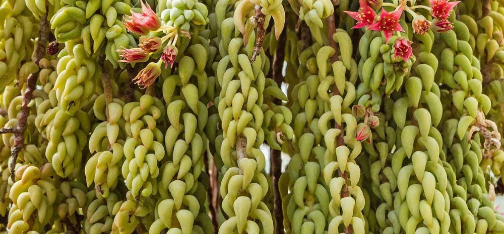 Sedum bakımı nasıl olmalı