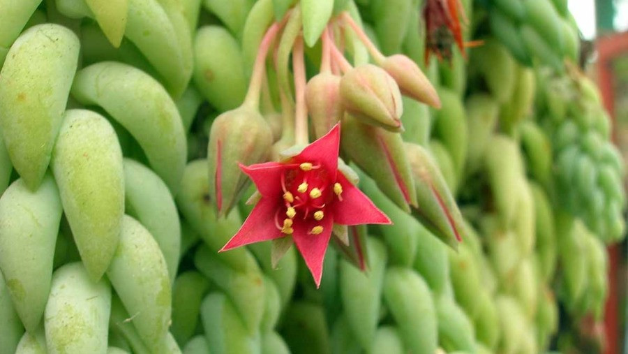 Sedum morganianum çiçeği