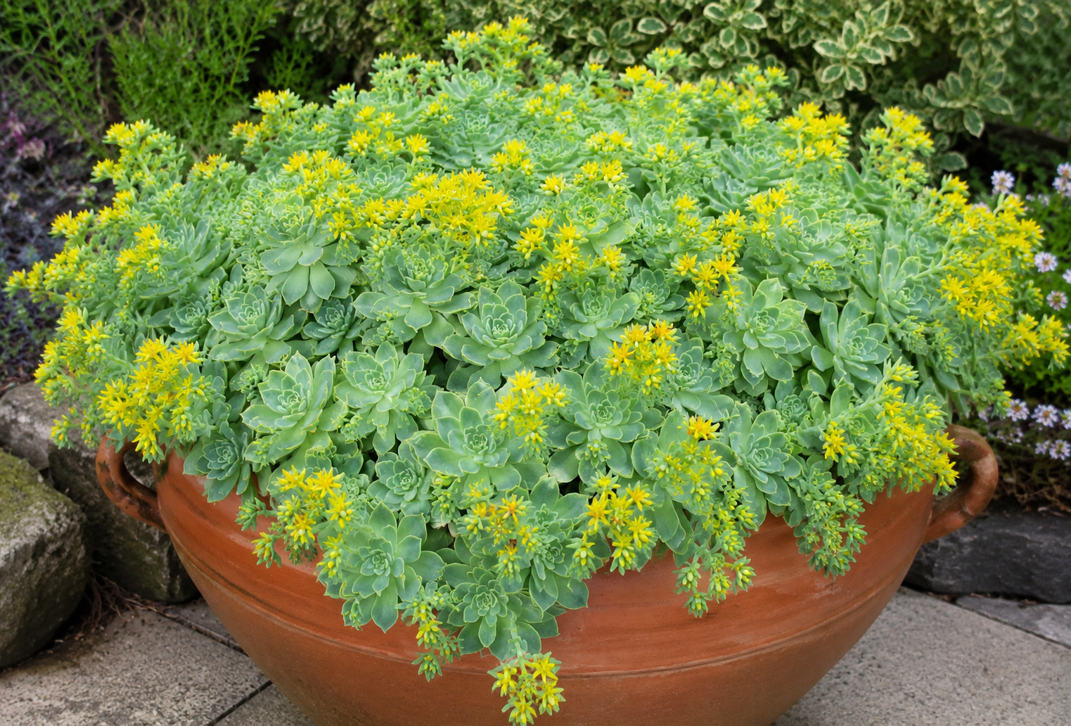 Sedum Palmeri Bakımı