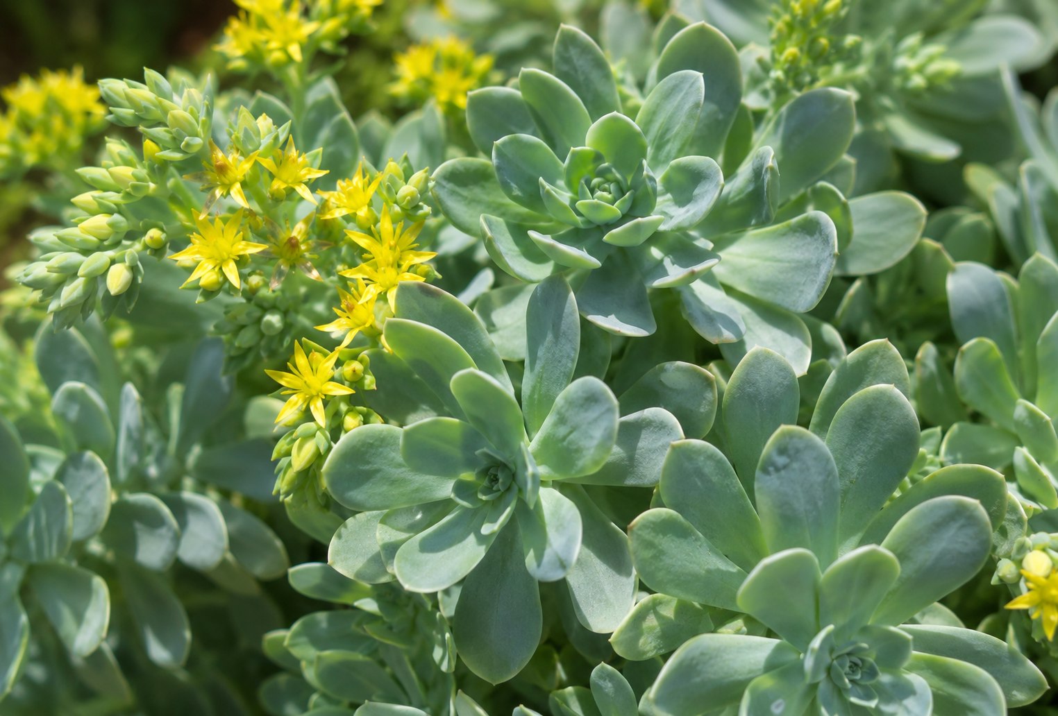Sedum palmeri bakımı