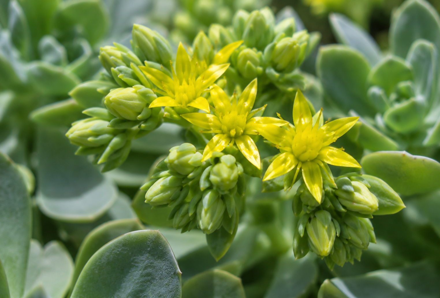 Sedum palmeri bakımı