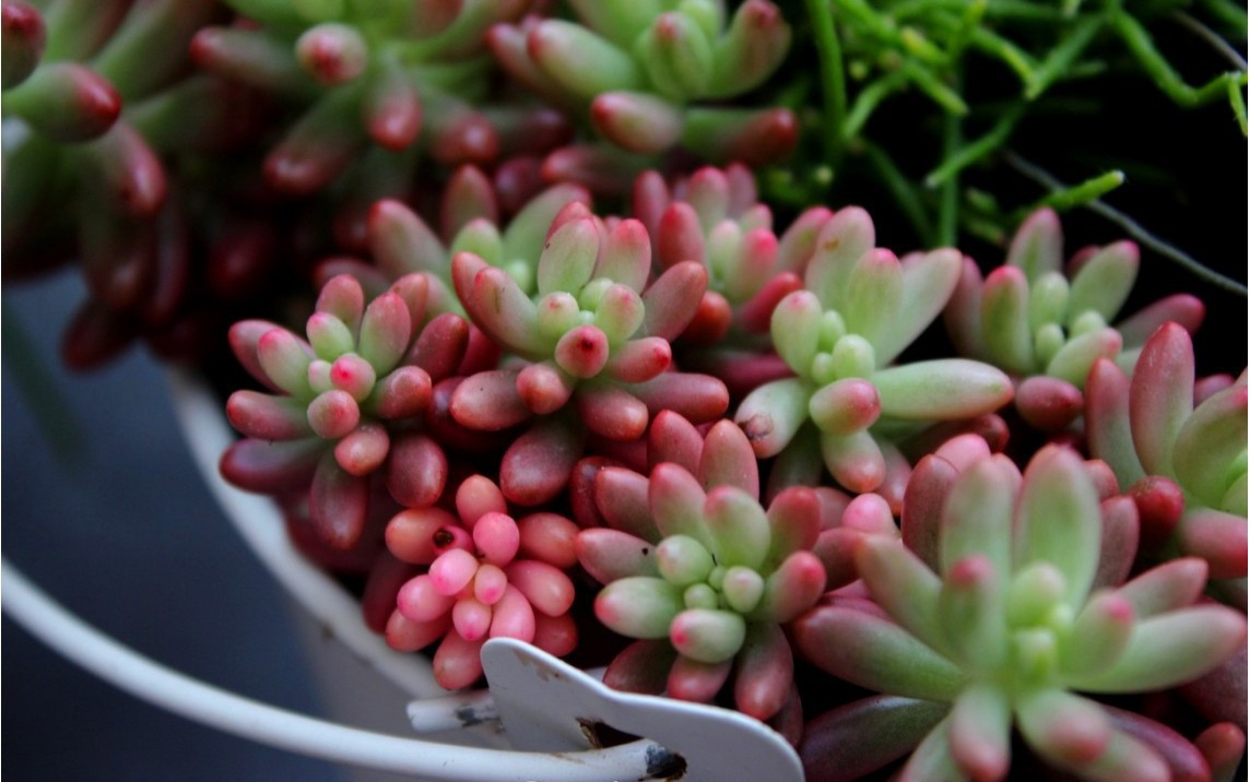 Sedum rubrotinctum bakımı