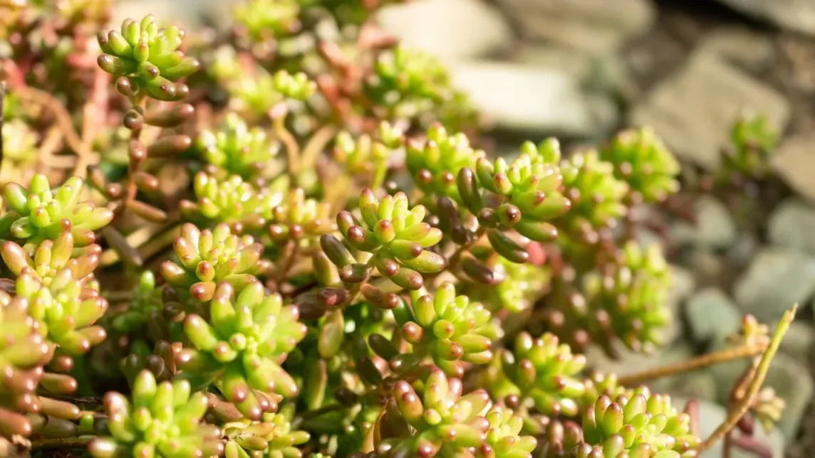 Sedum rubrotinctum