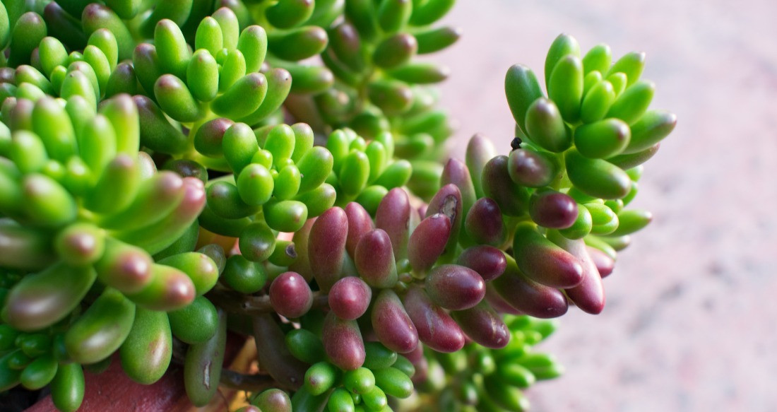 Sukulent Sedum Bakımı