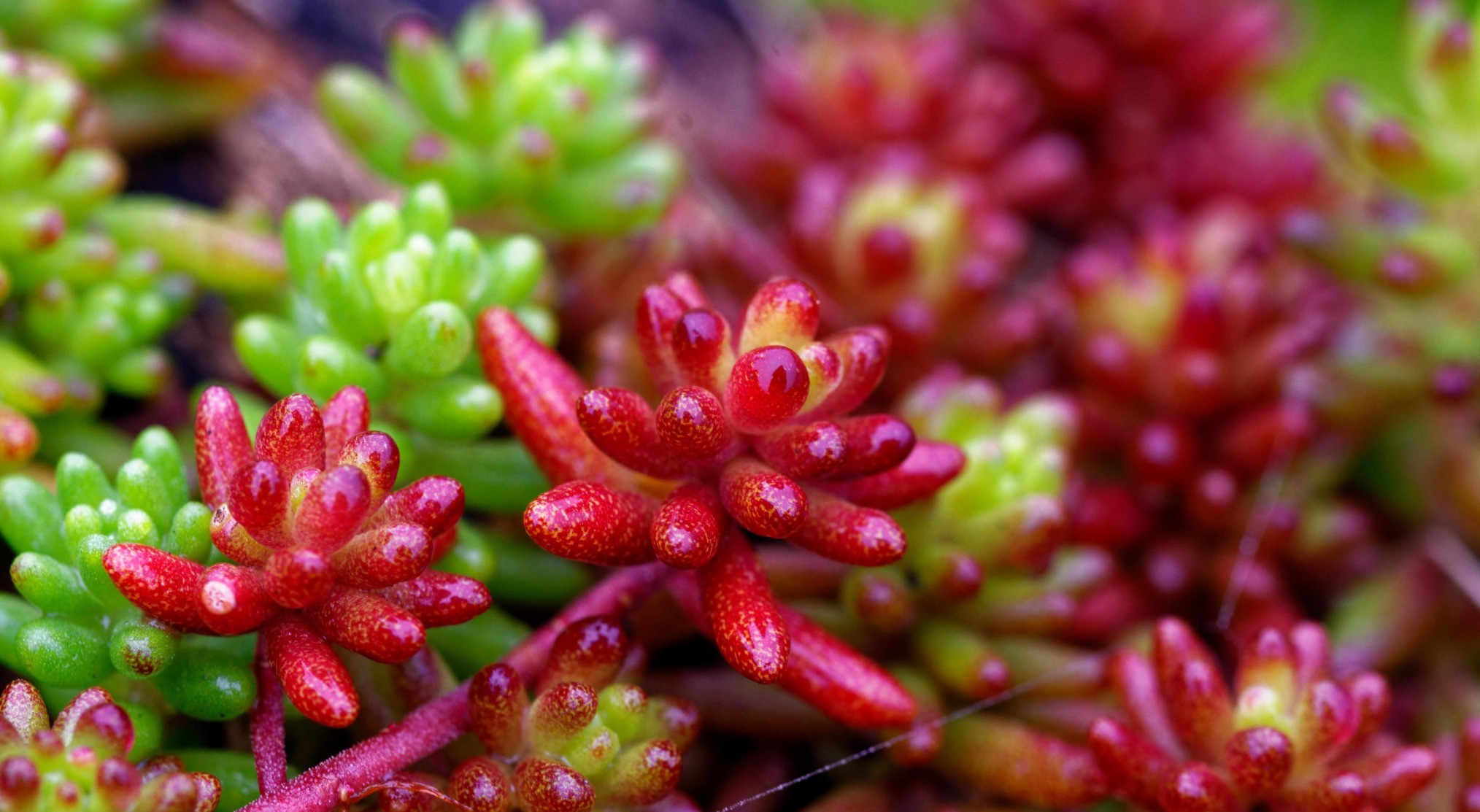 Kırmızı Sedum