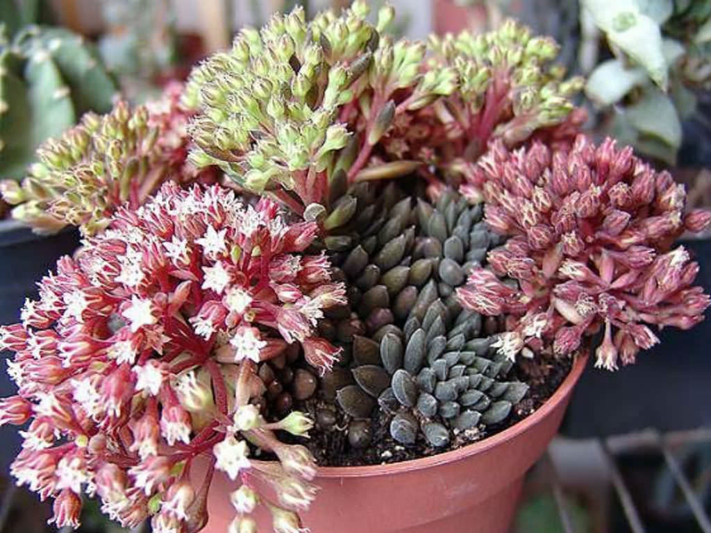 Sinocrassula Bakımı 