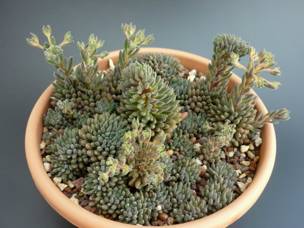 Sinocrassula Bakımı 