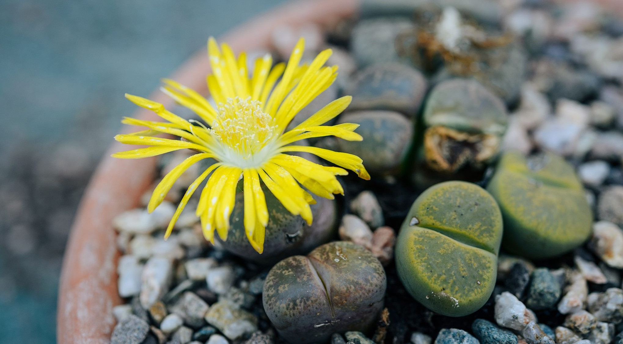 Lithops Taş Kaktüs Bakımı