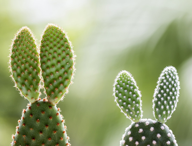 Opuntia Microdasys Bakımı