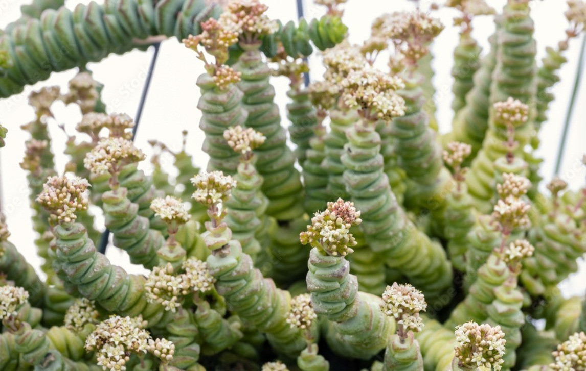 Crassula marnieriana bakımı