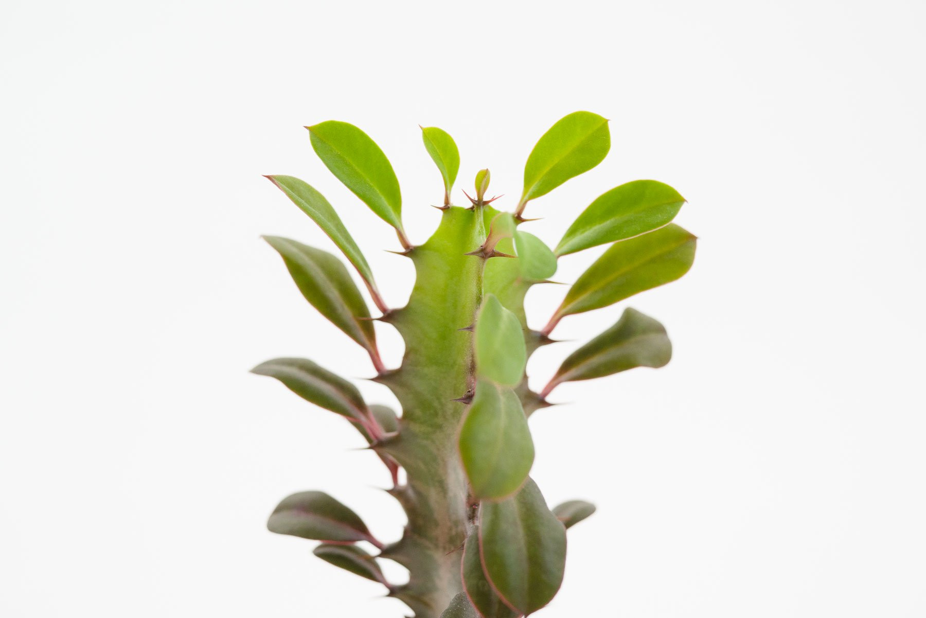 Euphorbia Trigona Bakımı